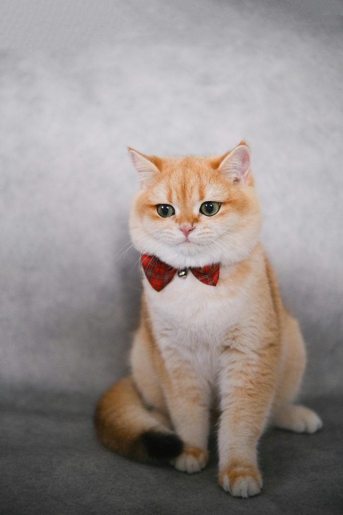 Best Pet Accessories