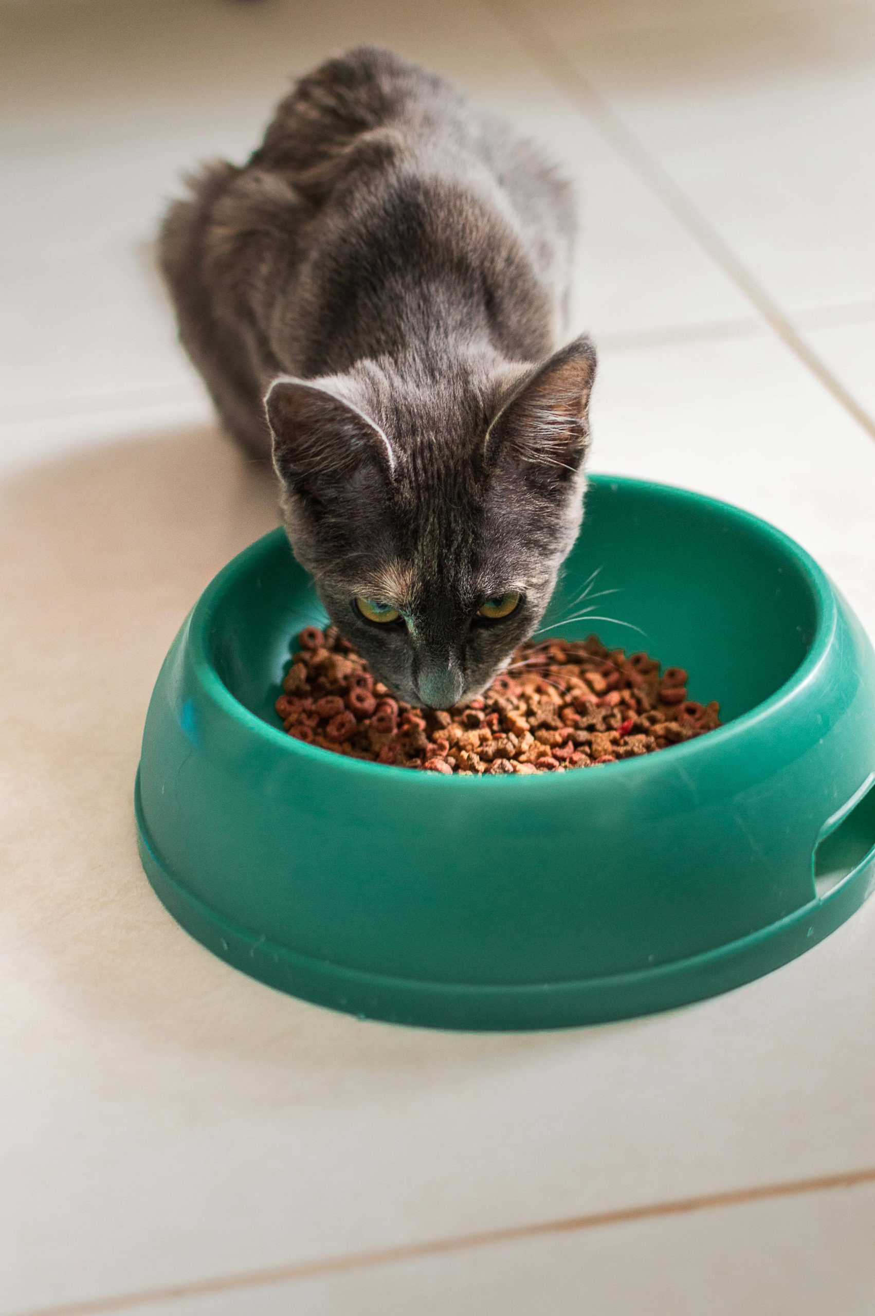 Best Dog and Cat Food in india