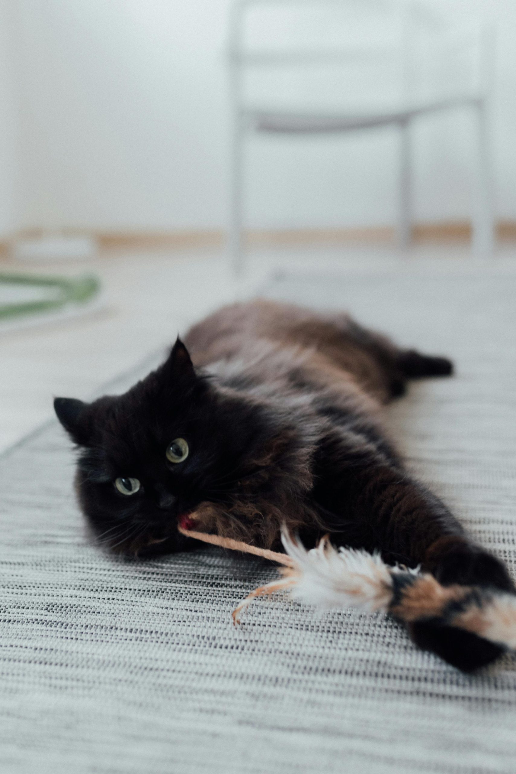 Best Pet Toys Store