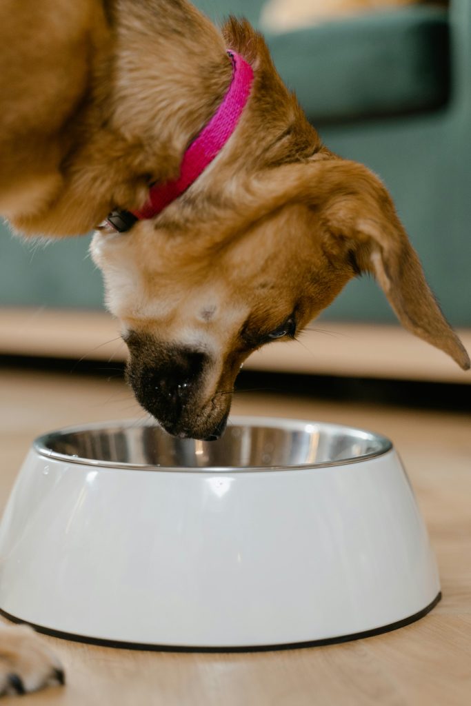 Affordable Pet Food for Dogs and Cats
