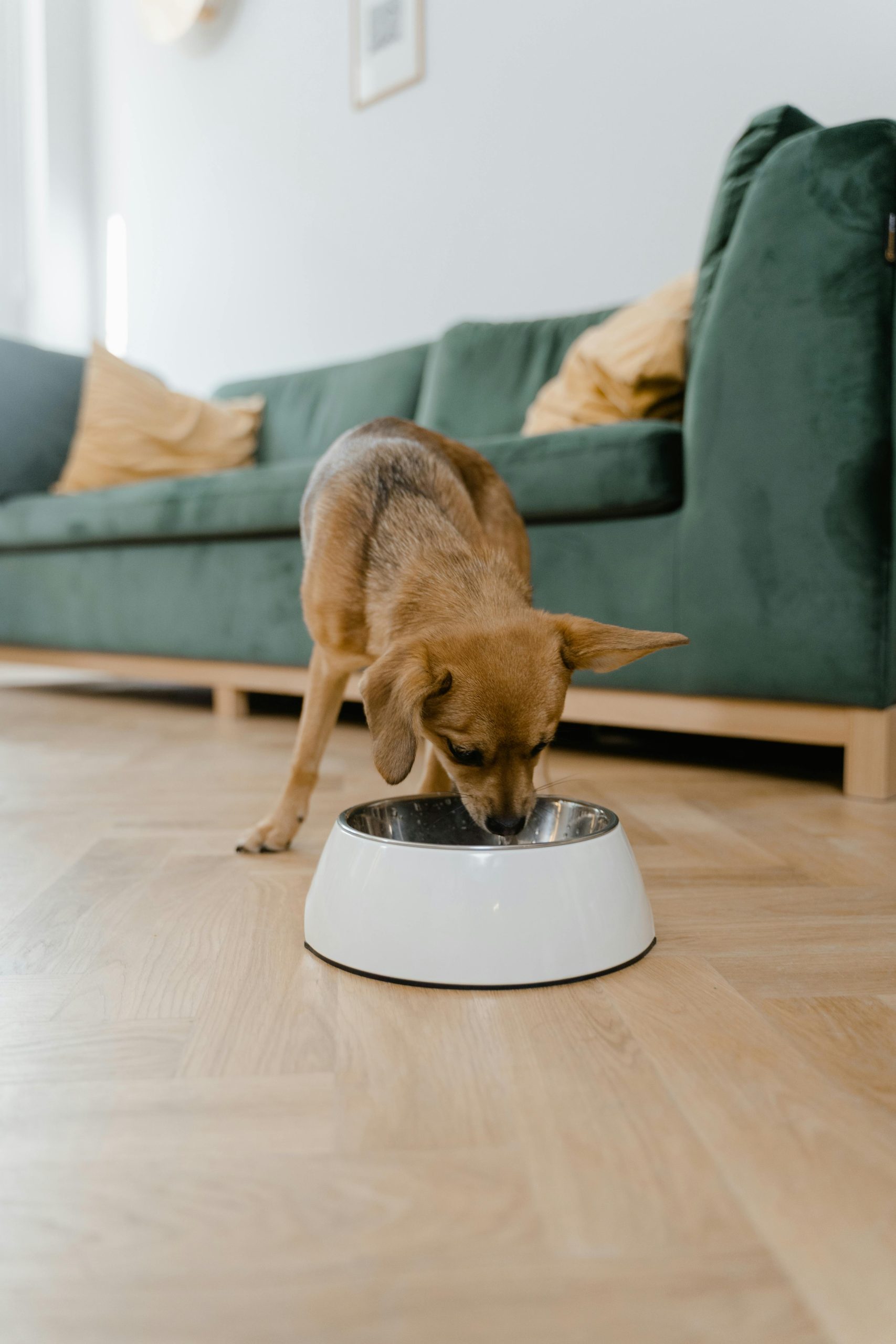Buy Pet Food Online
