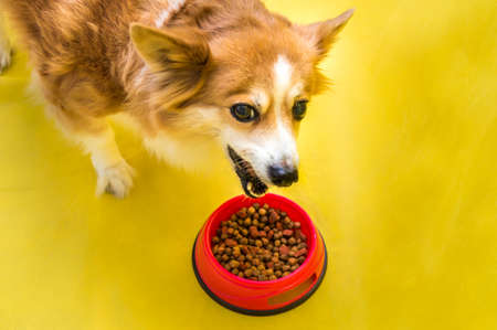 Online Pet Food Store India