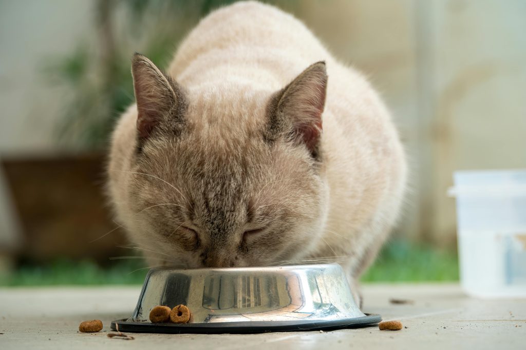 Premium Pet Food Brands