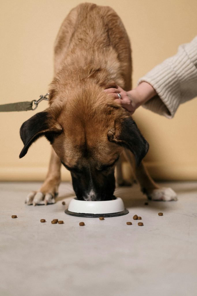 Best Dog and Cat Food in india